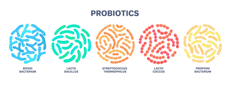 kids vs adults probiotics